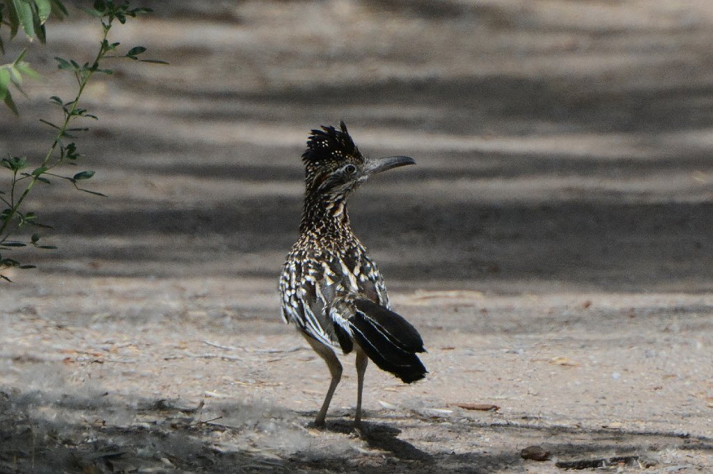 Roadrunner, Greated, 2015-06050136b Albuquerque, NM.JPG - Greater Roadrunner. Rio Grande Nature Center State Park, Albuquerque, NM, 6-5-2015